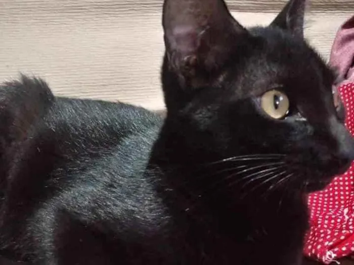 Gato raça Viralata idade  nome Pretinha ou neguinha