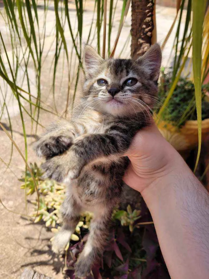 Gato raça Srd idade Abaixo de 2 meses nome Lili