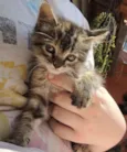 Lili