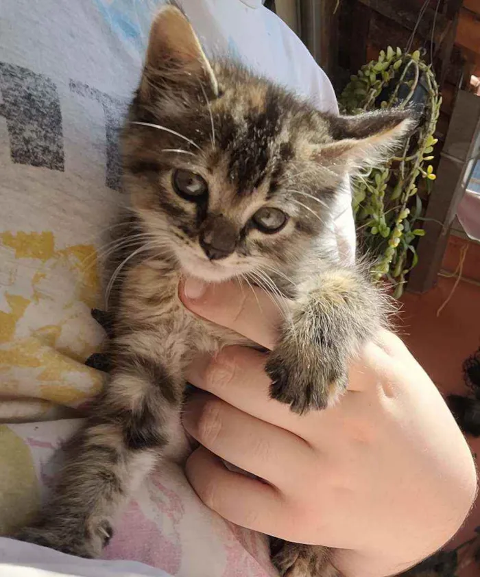 Gato raça Srd idade Abaixo de 2 meses nome Lili