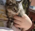 Lili