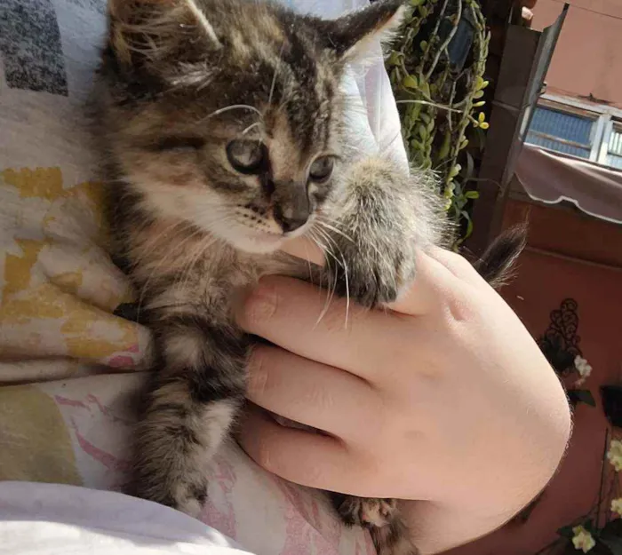 Gato raça Srd idade Abaixo de 2 meses nome Lili