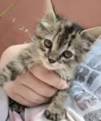 Lili