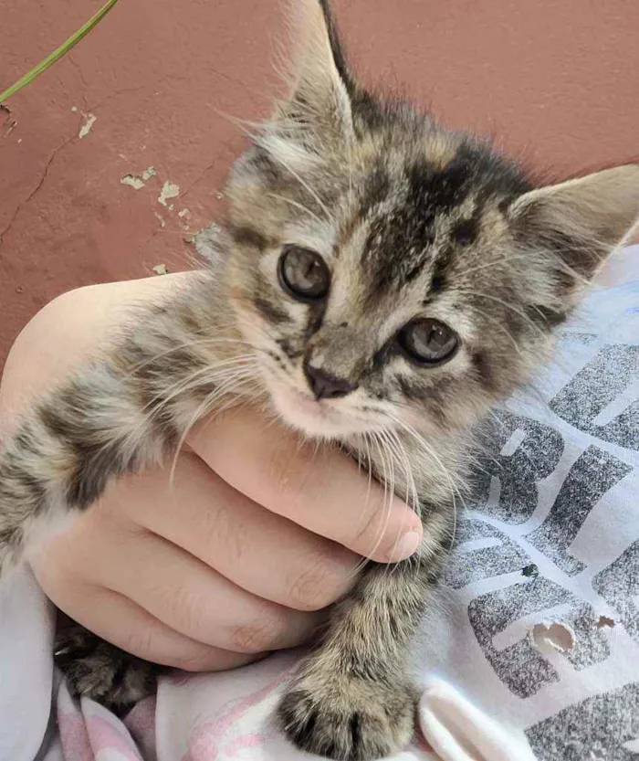 Gato raça Srd idade Abaixo de 2 meses nome Lili