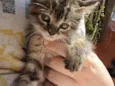 Lili