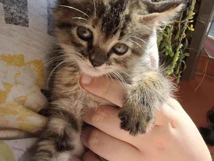 Gato raça Srd idade Abaixo de 2 meses nome Lili
