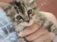 Lili