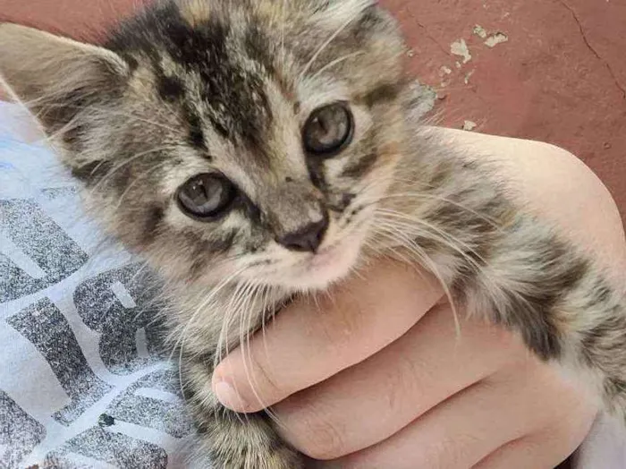 Gato raça Srd idade Abaixo de 2 meses nome Lili