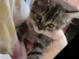 Lili