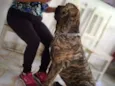 Brutus