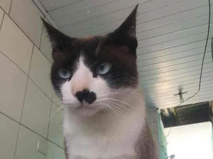 Gato raça Sem raça definida  idade 2 anos nome Não informado