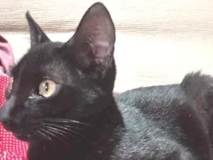 Gato raça Viralata idade  nome Pretinha ou neguinha