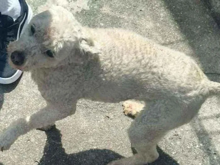 Cachorro raça Poodoll idade 6 ou mais anos nome Mel 