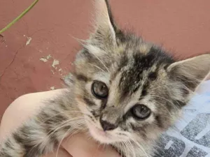 Gato raça Srd idade Abaixo de 2 meses nome Lili