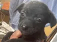 Dogs shows 