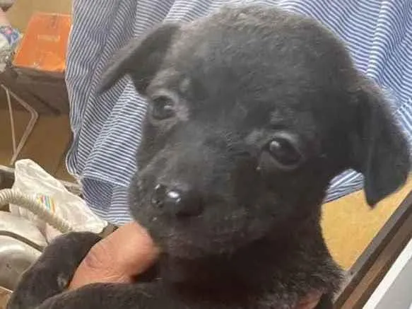Cachorro ra a SRD idade 2 a 6 meses nome Dogs shows 