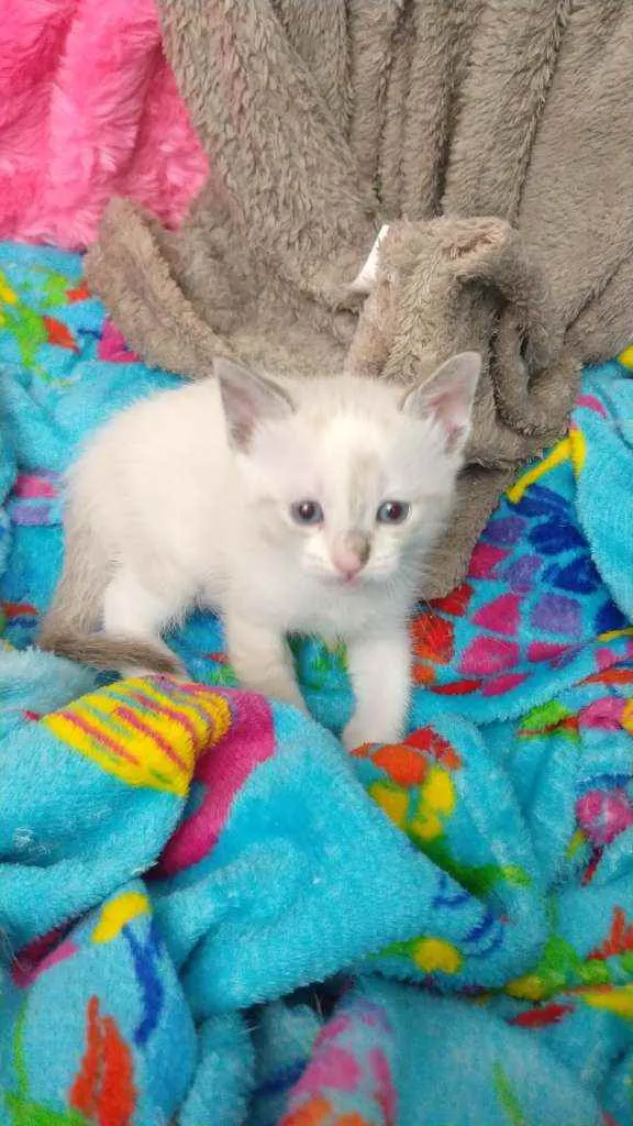 Gato raça SRD idade Abaixo de 2 meses nome Sem nome