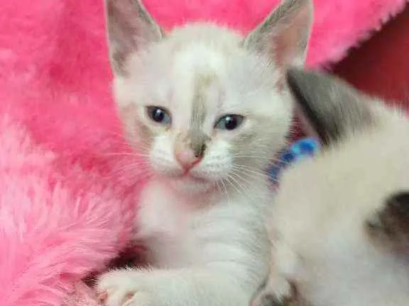 Gato raça SRD idade Abaixo de 2 meses nome Sem nome