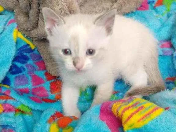 Gato raça SRD idade Abaixo de 2 meses nome Sem nome