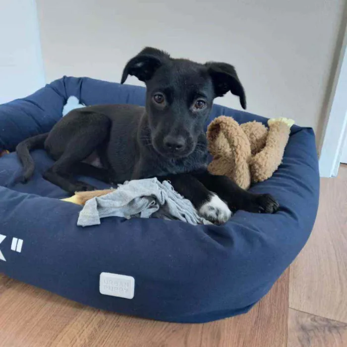 Cachorro raça SRD idade 2 a 6 meses nome Lua