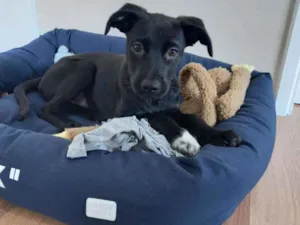 Cachorro raça SRD idade 2 a 6 meses nome Lua