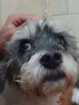 COQUINHO