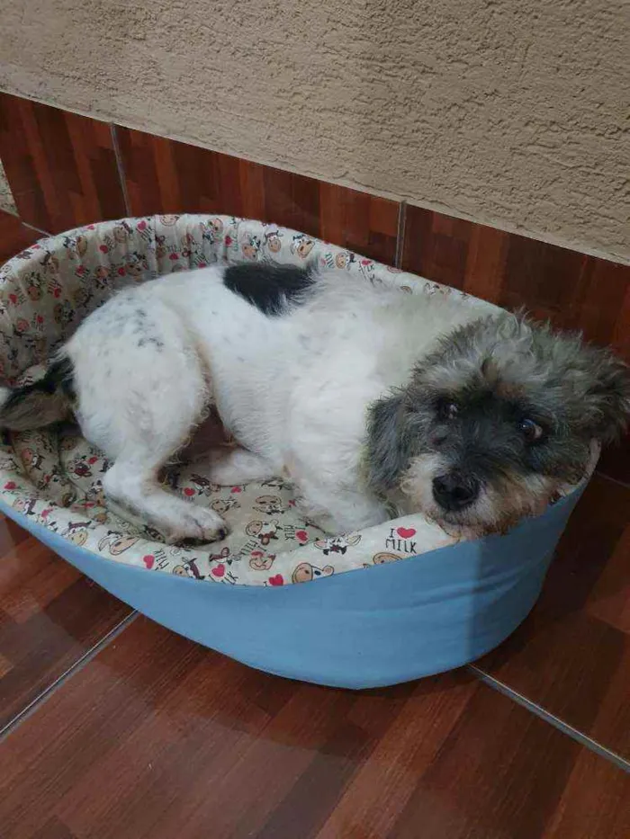 Cachorro ra a SRD idade 4 anos nome COQUINHO