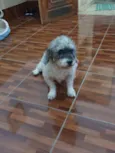 COQUINHO