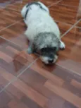 COQUINHO