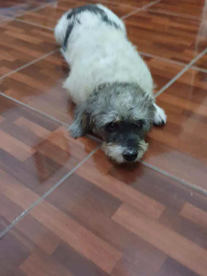 Cachorro ra a SRD idade 4 anos nome COQUINHO