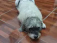 COQUINHO