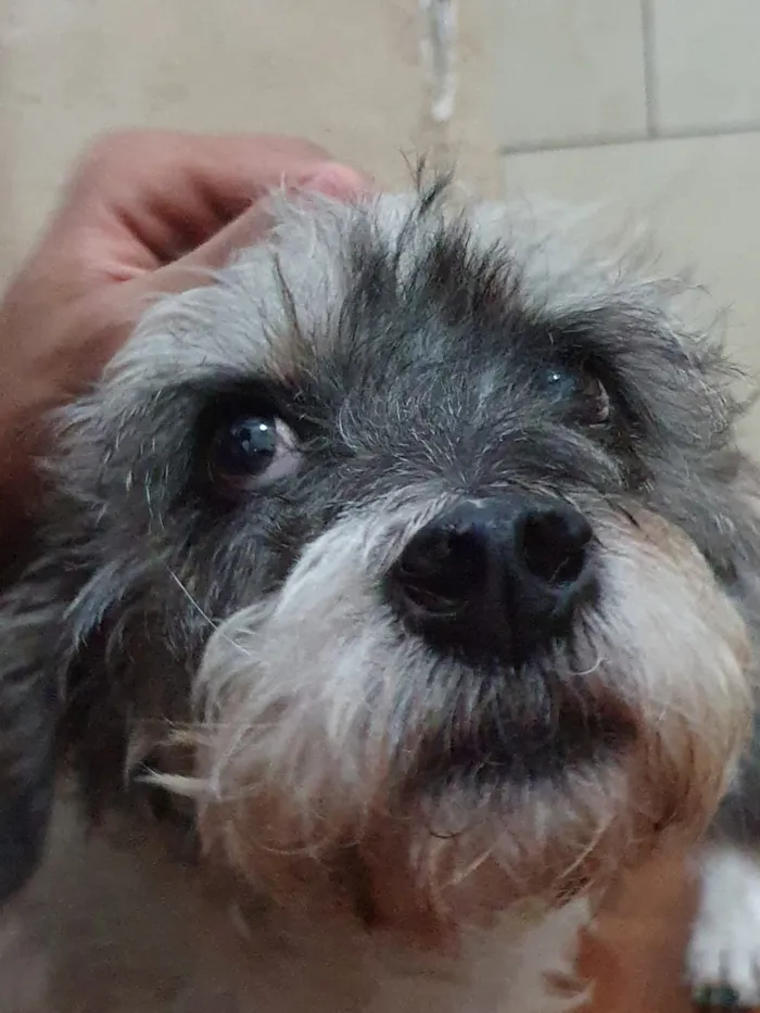 Cachorro ra a SRD idade 4 anos nome COQUINHO