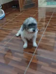 COQUINHO