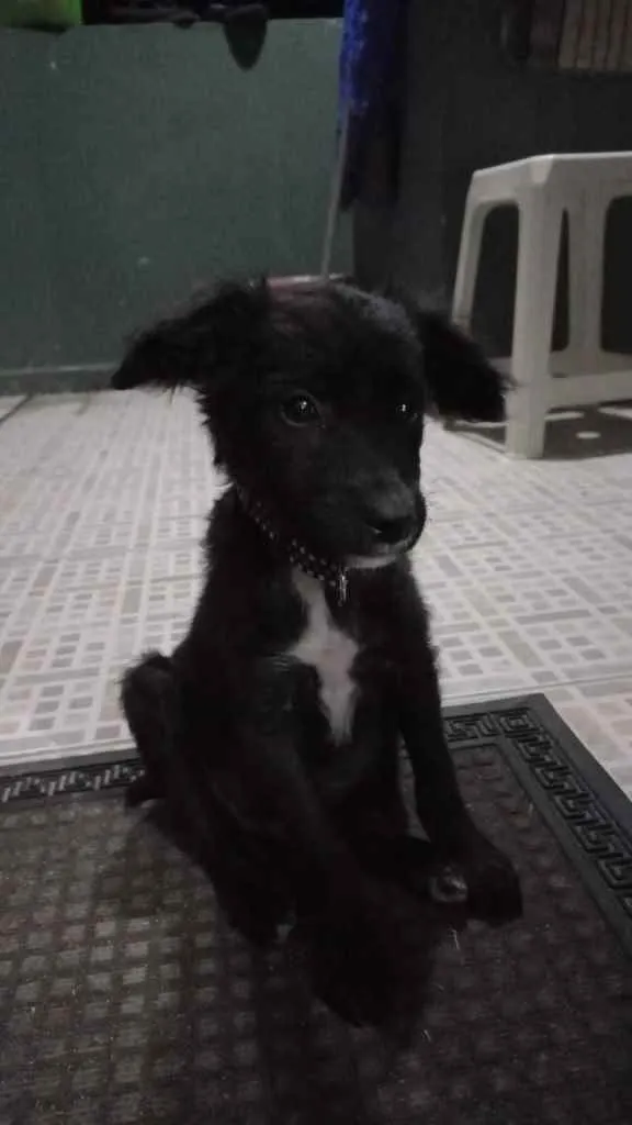 Cachorro raça Vira-lata idade 2 a 6 meses nome Jack
