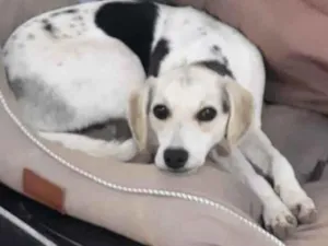 Cachorro raça Srd idade 7 a 11 meses nome Lindinha