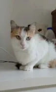 Milla