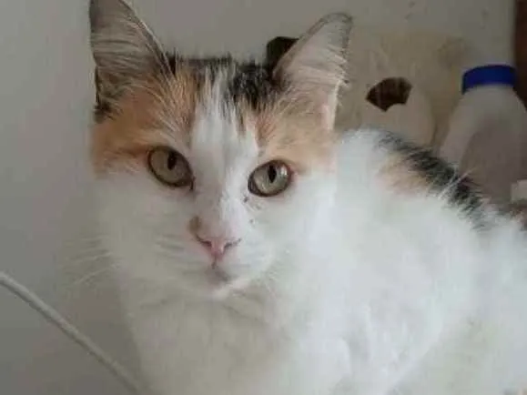 Gato ra a Srd idade 7 a 11 meses nome Milla