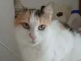 Milla
