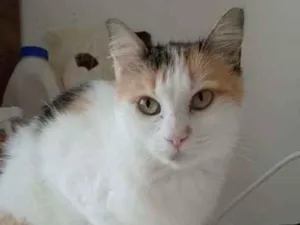 Gato raça Srd idade 7 a 11 meses nome Milla