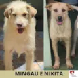 MINGAU E NIKITA