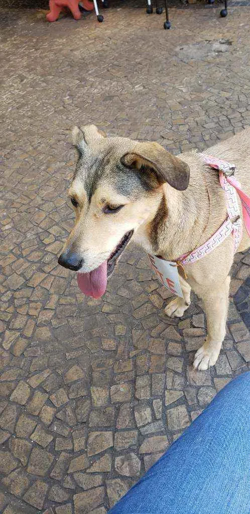 Cachorro ra a Indefinida idade 5 anos nome Nina