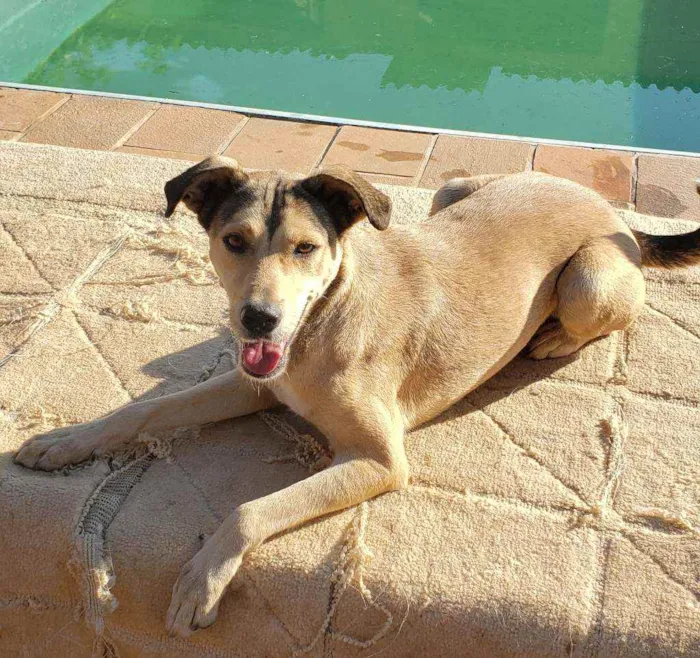 Cachorro ra a Indefinida idade 5 anos nome Nina