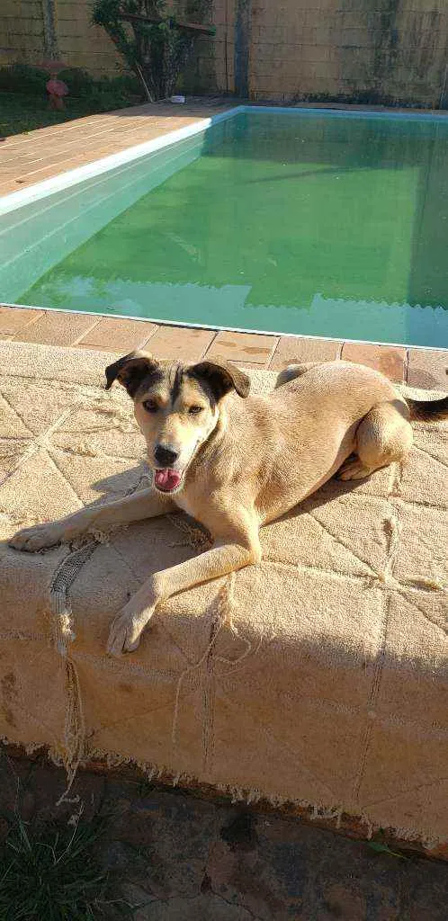 Cachorro ra a Indefinida idade 5 anos nome Nina