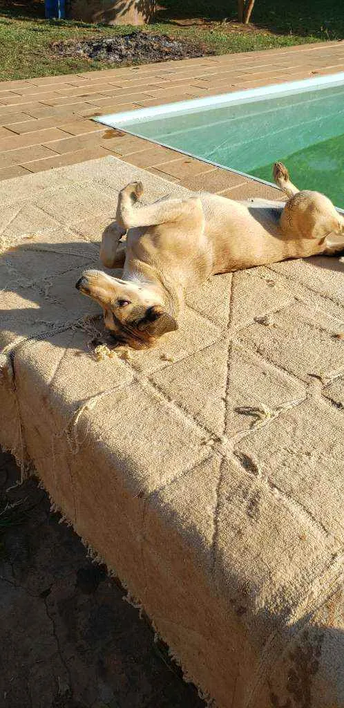 Cachorro ra a Indefinida idade 5 anos nome Nina