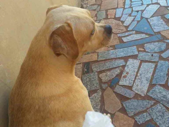 Cachorro ra a Vira-lata idade 1 ano nome Mike e Fibe