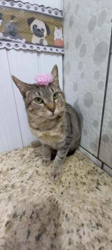Gato raça SRD  idade 1 ano nome Manu 