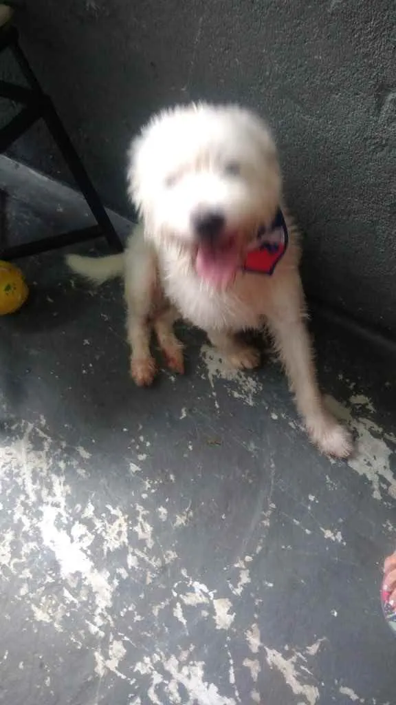 Cachorro raça Srd idade 7 a 11 meses nome Neve bebê lindo 