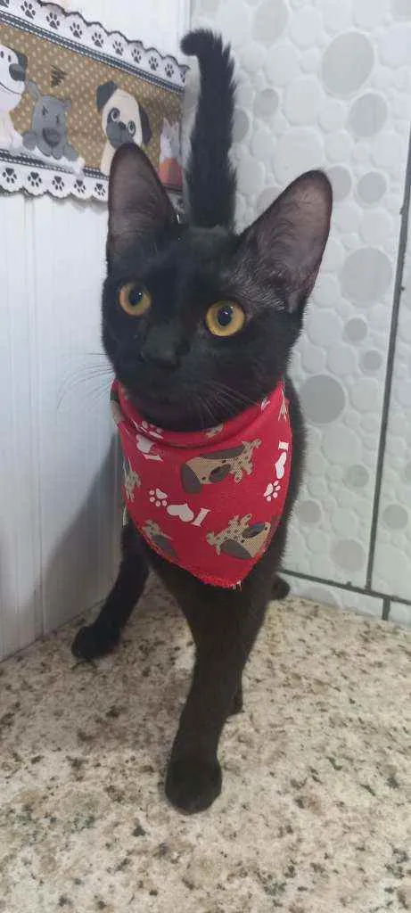 Gato raça SRD  idade 1 ano nome Zack 