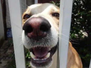 Cachorro raça Srd  idade 1 ano nome Trovão bonzinho 