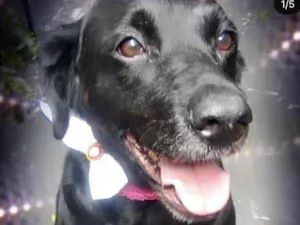 Cachorro raça Labrador mestiça srd idade 1 ano nome Luna Linda 